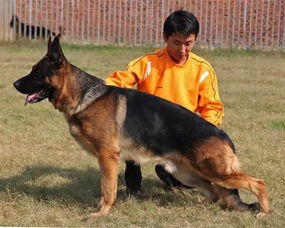 德国牧羊犬最贵多少钱