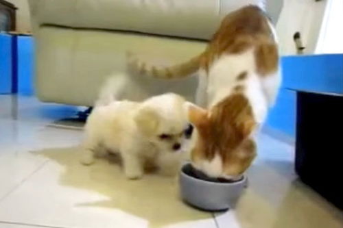 宠物狗害怕猫怎么办呢