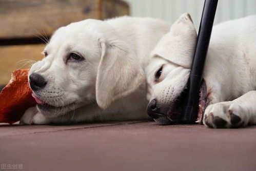 宠物狗怎么才会得狂犬病