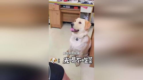 宠物狗喝酒喝醉了怎么办