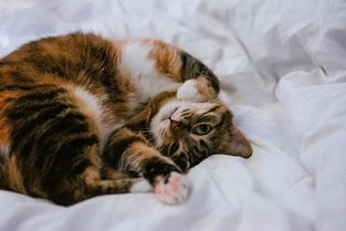 想养只宠物狗猫怎么办呢