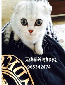 怎么找个宠物猫