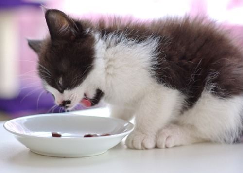 一个月的猫咪吃多少