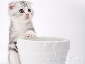 宠物猫毛怎么修剪