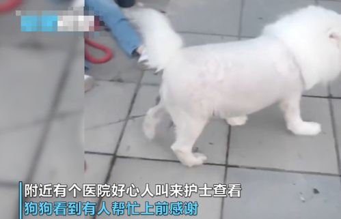 宠物狗看人晕倒了怎么回事