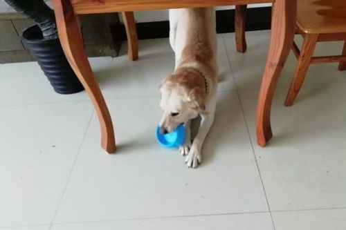 宠物狗喜欢玩屎怎么办