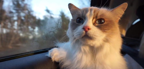 怎么快速购买宠物猫