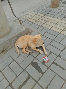 遇见流浪宠物狗怎么办呀