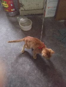 宠物狗喂猫粮怎么喂的多
