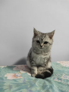 家养宠物猫