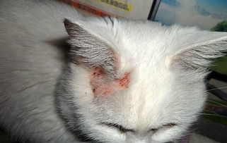 宠物猫癣狗癣喷剂怎么用