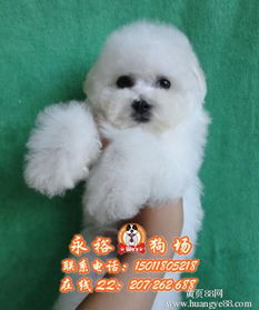 怎么去机场取宠物狗证呢