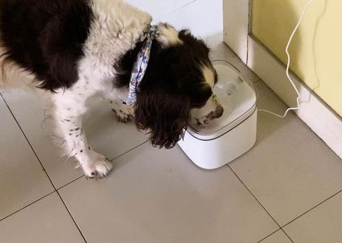 宠物狗流动饮水器怎么用