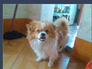 宠物狗像家狗叫怎么办呀