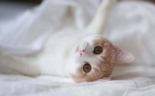 养宠物猫怎么剪爪子