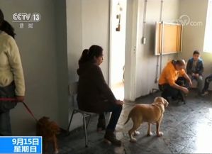宠物猫狗走失怎么处理