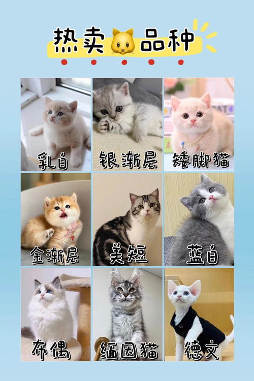怎么快速卖出宠物猫狗