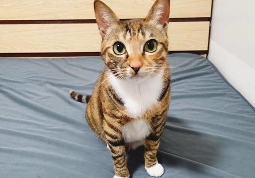 怎么区分猫是不是宠物猫