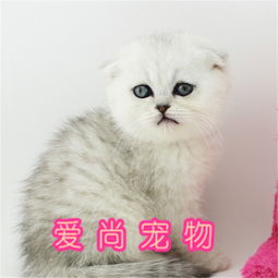 邵阳爱尚宠物猫怎么样