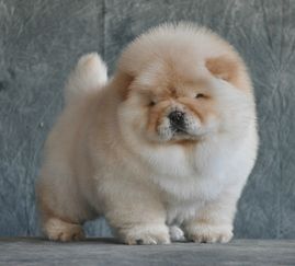 松狮犬多少钱一只