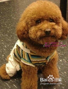 贵宾犬宠物狗粮怎么选择