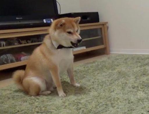 宠物狗一直来回跑怎么办