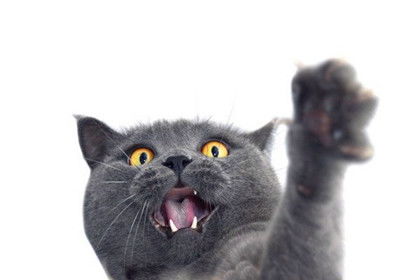 调皮的猫宠物猫怎么养