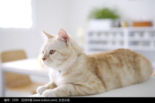 宠物猫怎么装定位软件