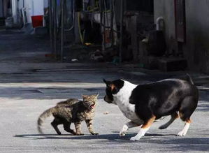 野猫袭击宠物狗怎么办呢