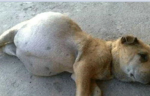 怎么看宠物狗怀孕了没有