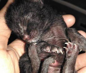 黑猫小猫宠物猫怎么养