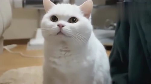 怎么叫宠物猫过来