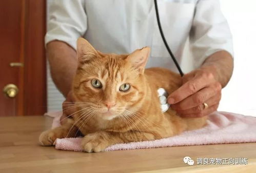 宠物狗体检项目怎么做的