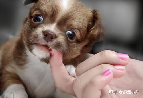 宠物狗牙齿咬破了怎么办
