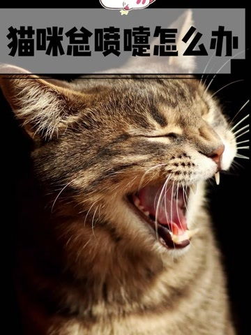 宠物猫老打喷嚏怎么办啊