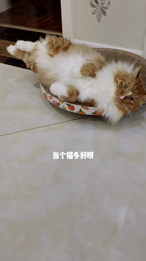 怎么夸宠物猫好看
