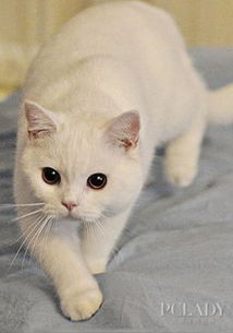 宠物猫的保险怎么弄的啊