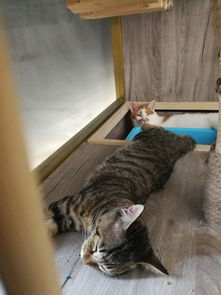 苏州宠物猫怎么寄养