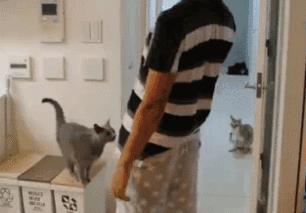 怎么召唤新宠物猫