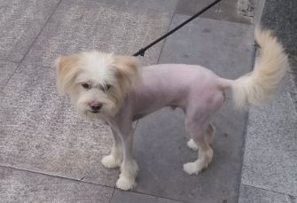 宠物狗毛长不出来怎么办