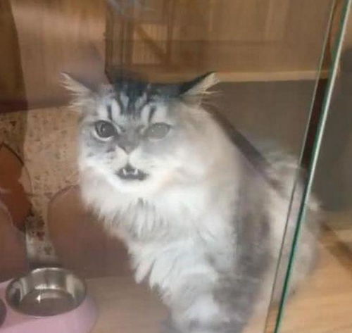 宠物猫怎么送到宠物店的