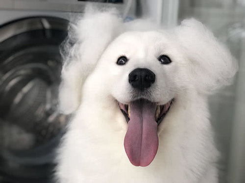 宠物狗掉奶牙吗怎么办啊