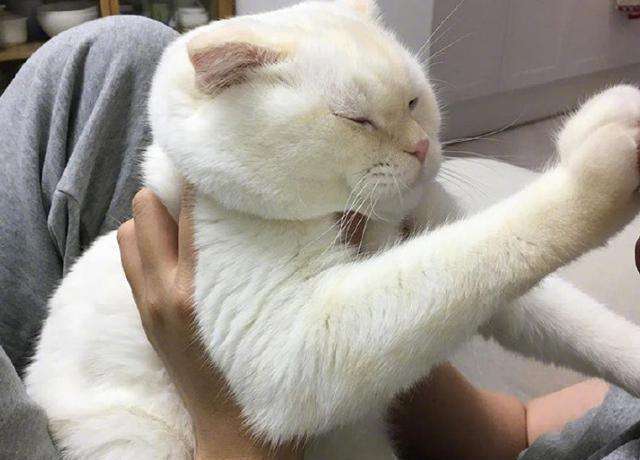 不是宠物猫要怎么交流