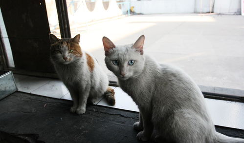怎么获得遗弃宠物猫的猫