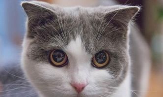 宠物猫怎么养不大