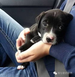 宠物狗发抖是怎么回事儿