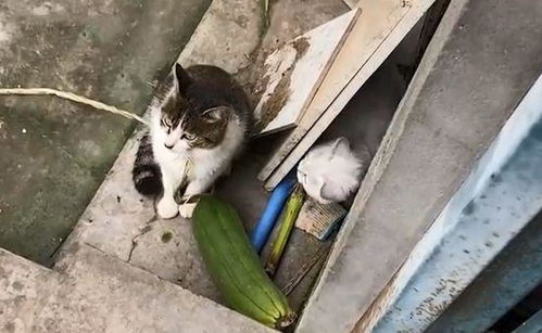 宠物猫回老家怎么养