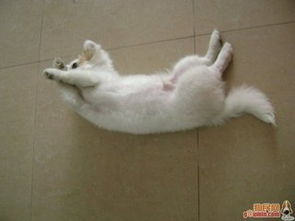宠物狗大便下不来怎么办