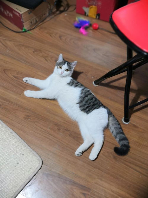 家园怎么领取宠物猫