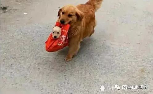 金毛打小宠物狗怎么办啊